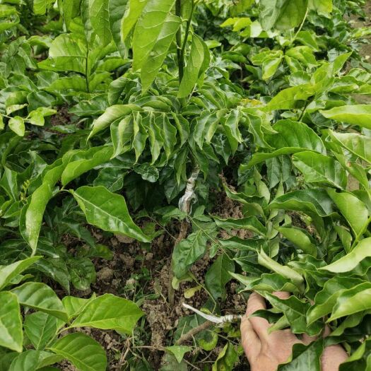 灵山县黑黄皮果苗 黑黄皮树苗，正品黑黄皮树苗，大量供应。