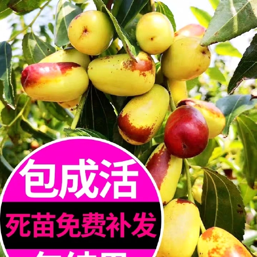 平邑县 枣树苗南北适种