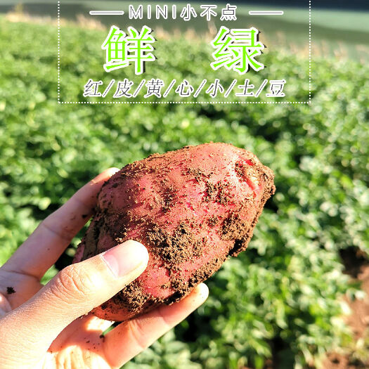 潮州2020年云南高原新鲜现挖红皮黄心土豆洋芋马铃薯10斤包邮