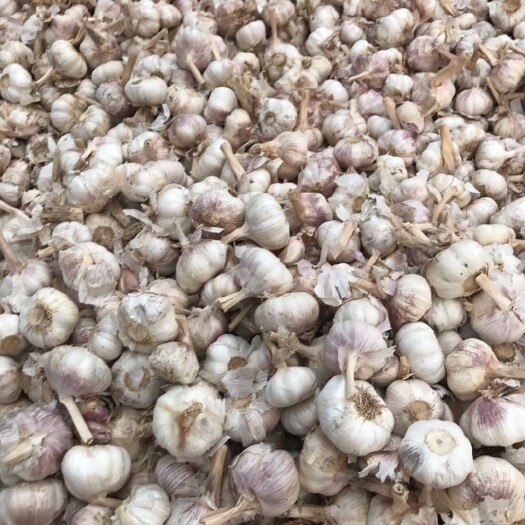 金乡县【批发】山东济宁，金乡大蒜，大量供货，越多越便宜
