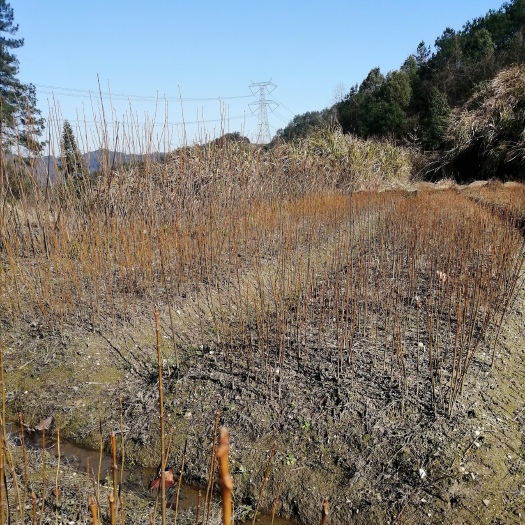 蕲春县 山区农家自种中药材黄柏树，树苗