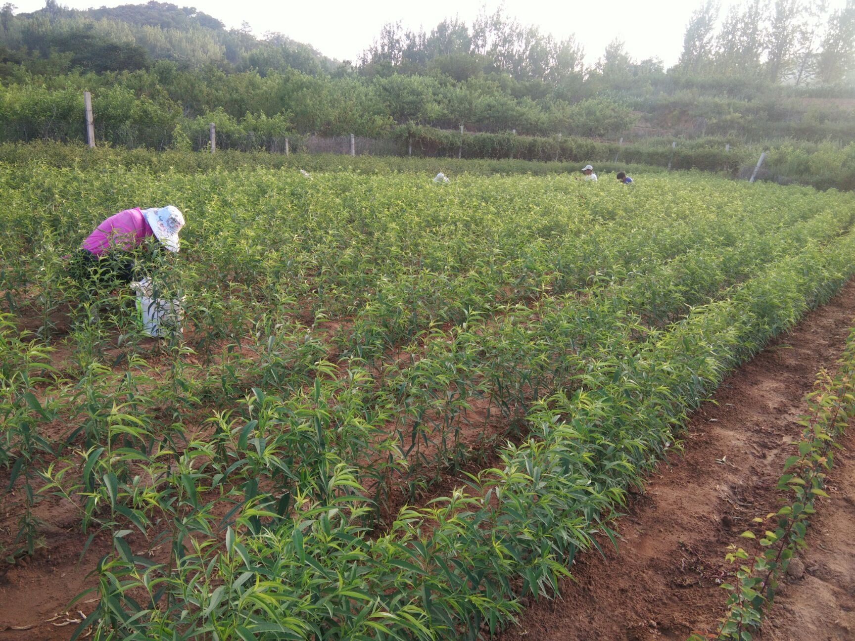 黄金蜜柚苗 品种桃树苗，品种纯
