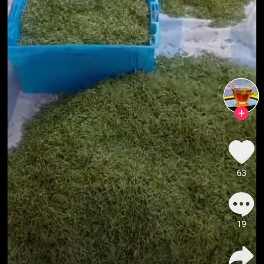 福鼎市 福鼎白茶