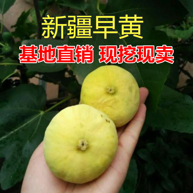 平邑县新疆早黄无花果树苗 早黄无花果树果苗四季盆栽地栽庭院新鲜无花果苗当年结果