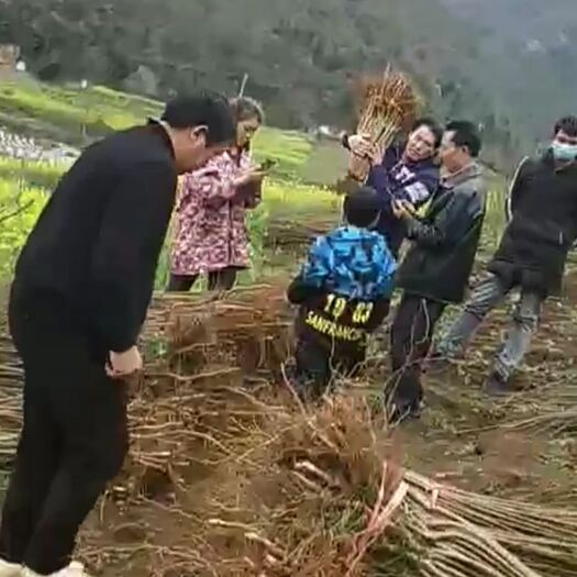 镇宁县蜂糖李树苗 正宗蜂糖李四月李苗，签合同，假一赔十