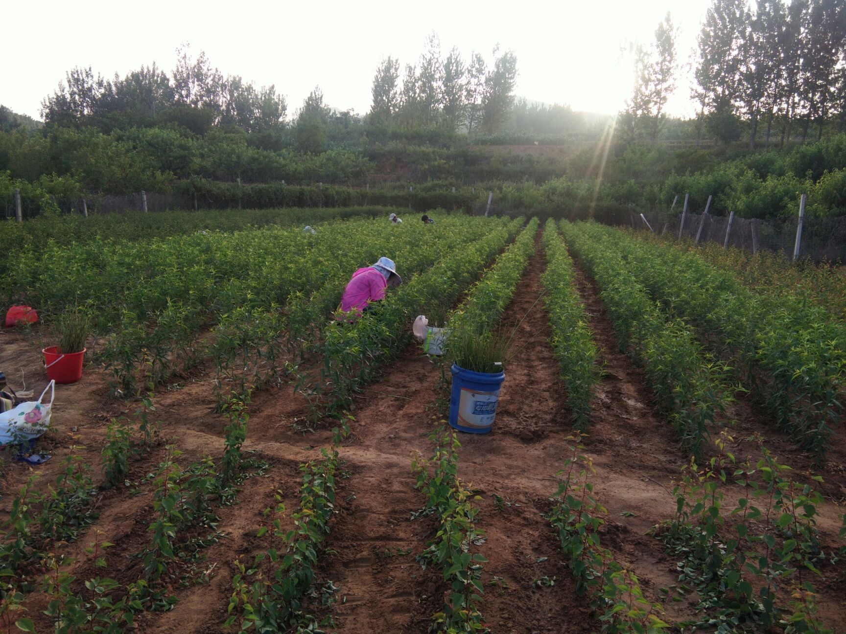 黄金蜜柚苗 品种桃树苗，品种纯