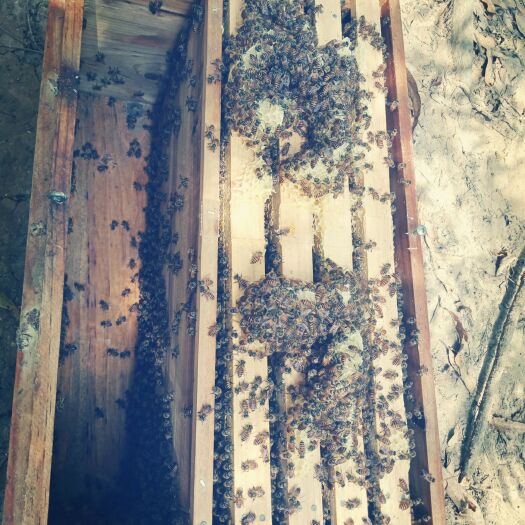 钦州中华蜜蜂  中蜂蜂群  土蜂  中蜂群