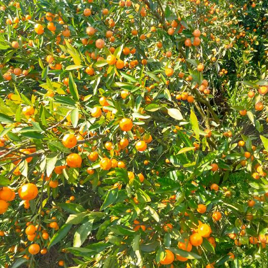兴安县柑桔  马水桔 3 - 3.5cm