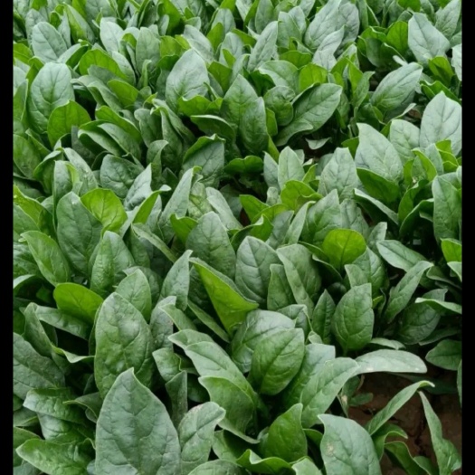 邯郸 菠菜 暖棚精品大叶菠菜25-30cm