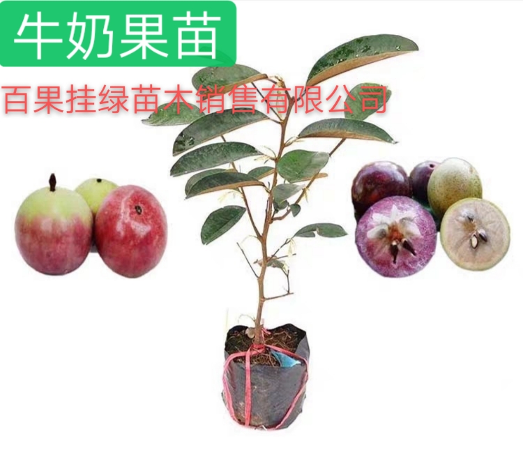 灵山县新品种果树苗牛奶果树苗 牛奶果苗盆栽地栽牛奶果南北方种植果