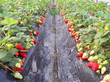 武汉草莓上市，各类品种，各种等级，各种包装方式。