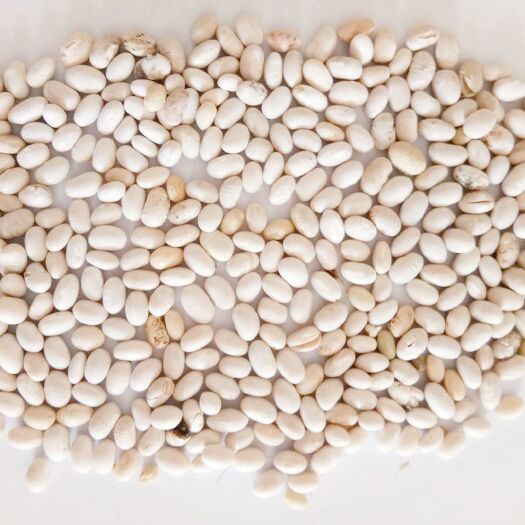 徽县 白芸豆 新货农家小白豆白云豆豆类杂粮粗粮雪豆饭豆