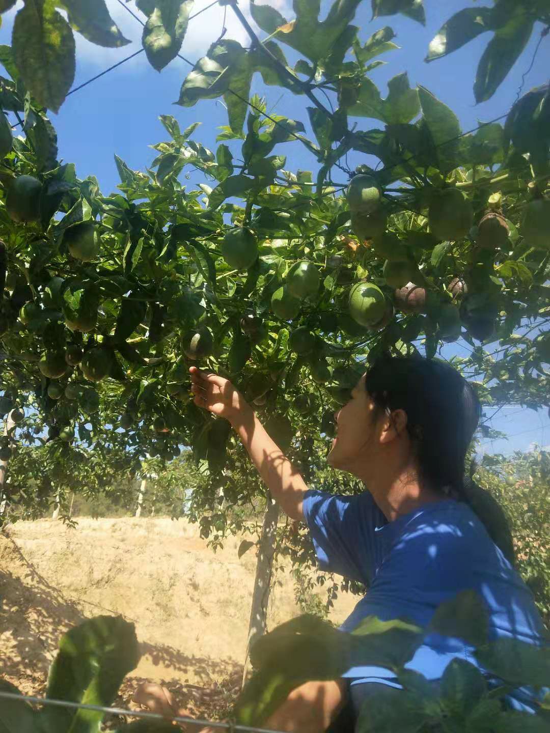  物美价廉的百香果