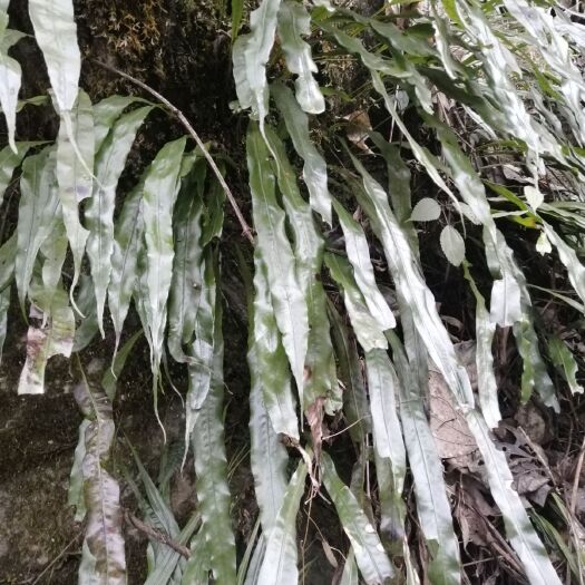 竹山县 纯药材七星剑