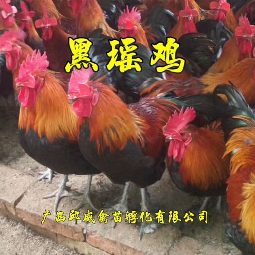 南宁 黑瑶土鸡苗