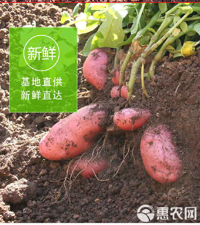 2020年云南高原新鲜现挖红皮黄心土豆洋芋马铃薯10斤包邮