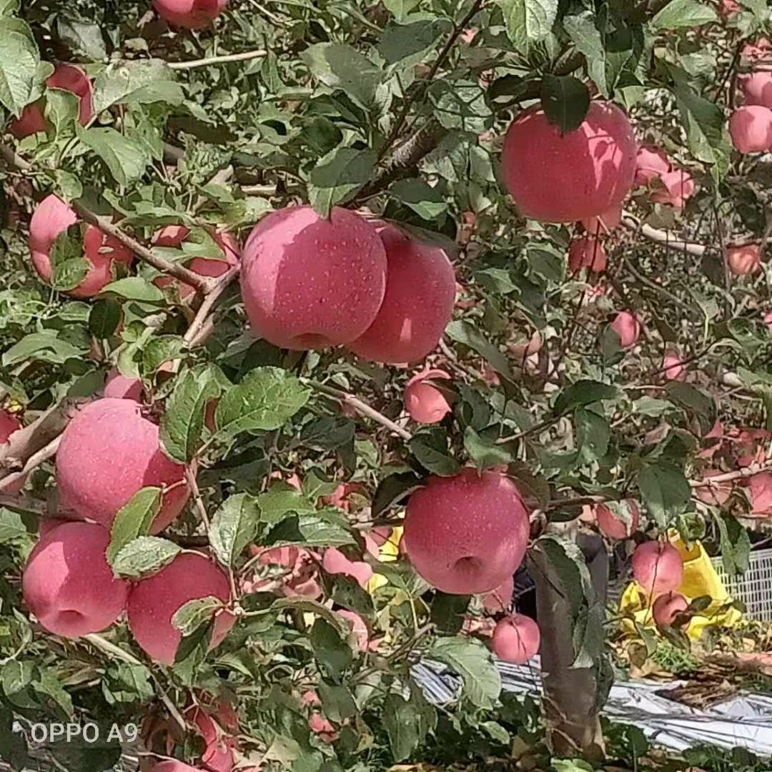 陕西脆甜红富士苹果  脆甜  产地直发