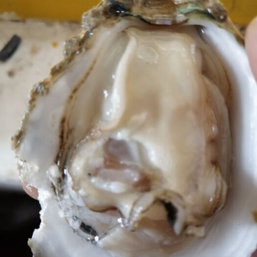 湛江湛江牡蛎 统货