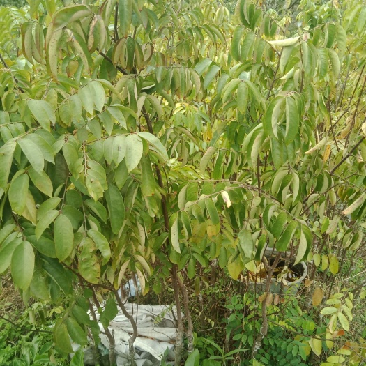  四季红杨桃苗，嫁接苗，裸苗打泥球都可，价格可协商