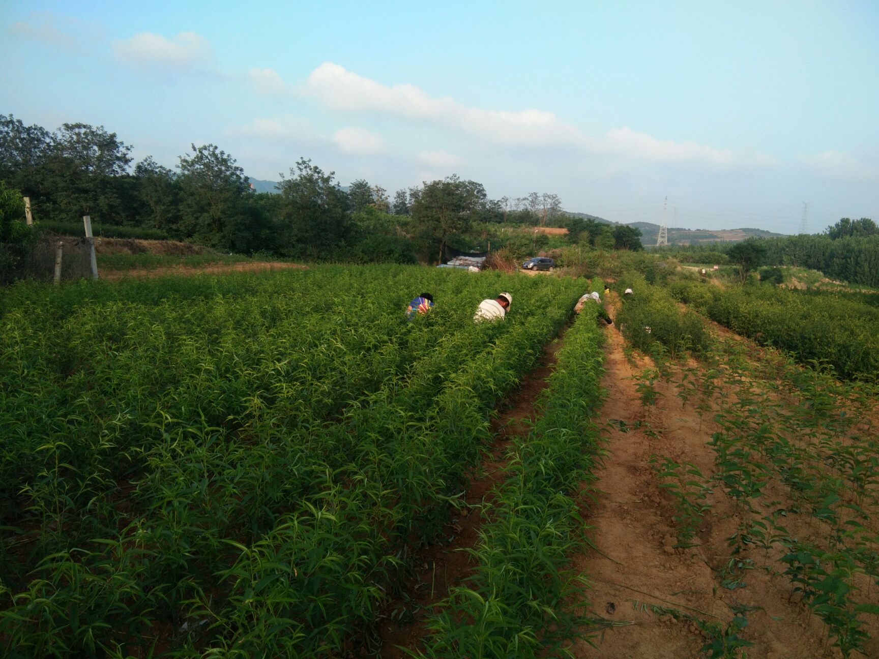黄金蜜柚苗 品种桃树苗，品种纯