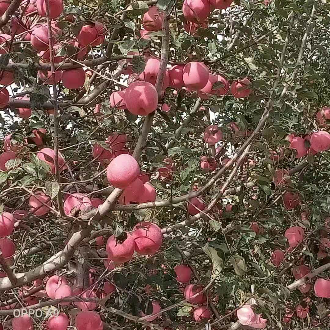 陕西脆甜红富士苹果  脆甜  产地直发