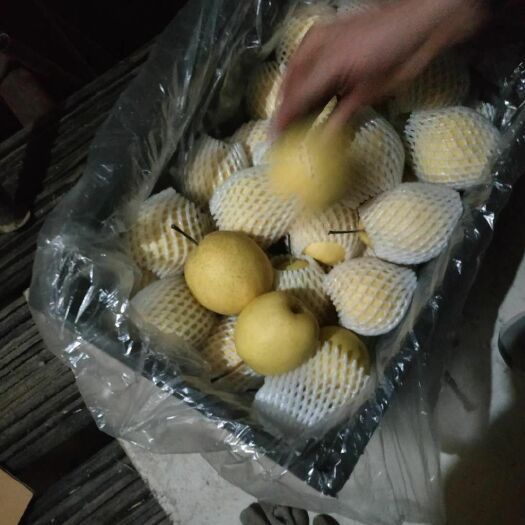赵县雪花梨 60mm以上 250-300g
