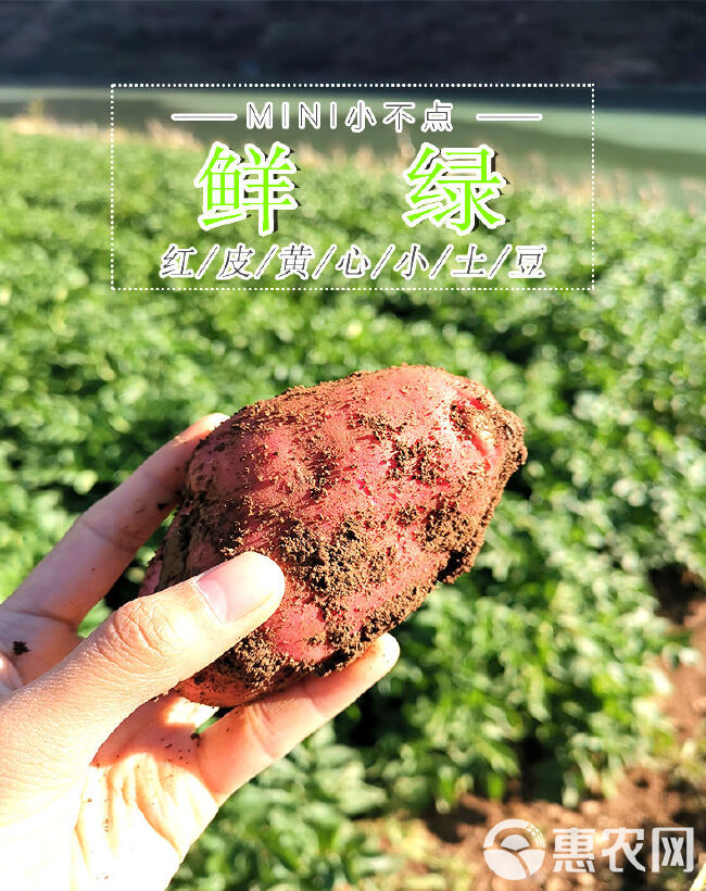 2020年云南高原新鲜现挖红皮黄心土豆洋芋马铃薯10斤包邮