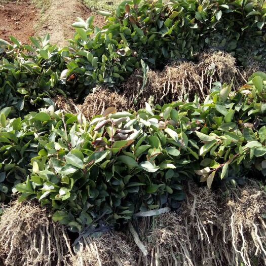 阳朔县油茶苗 油茶直生苗