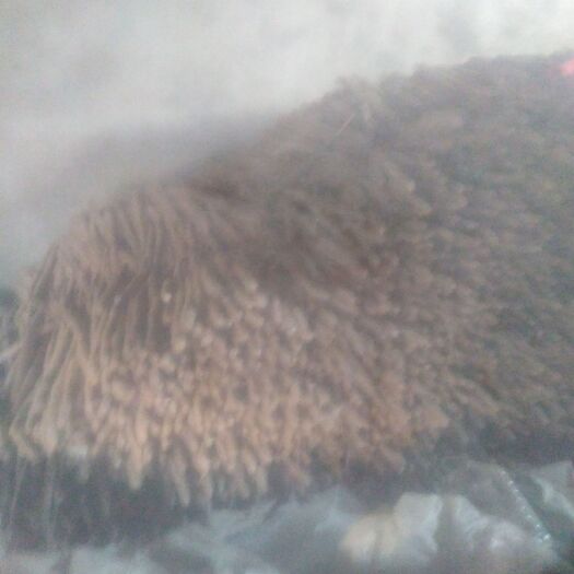 郸城县 面的山药