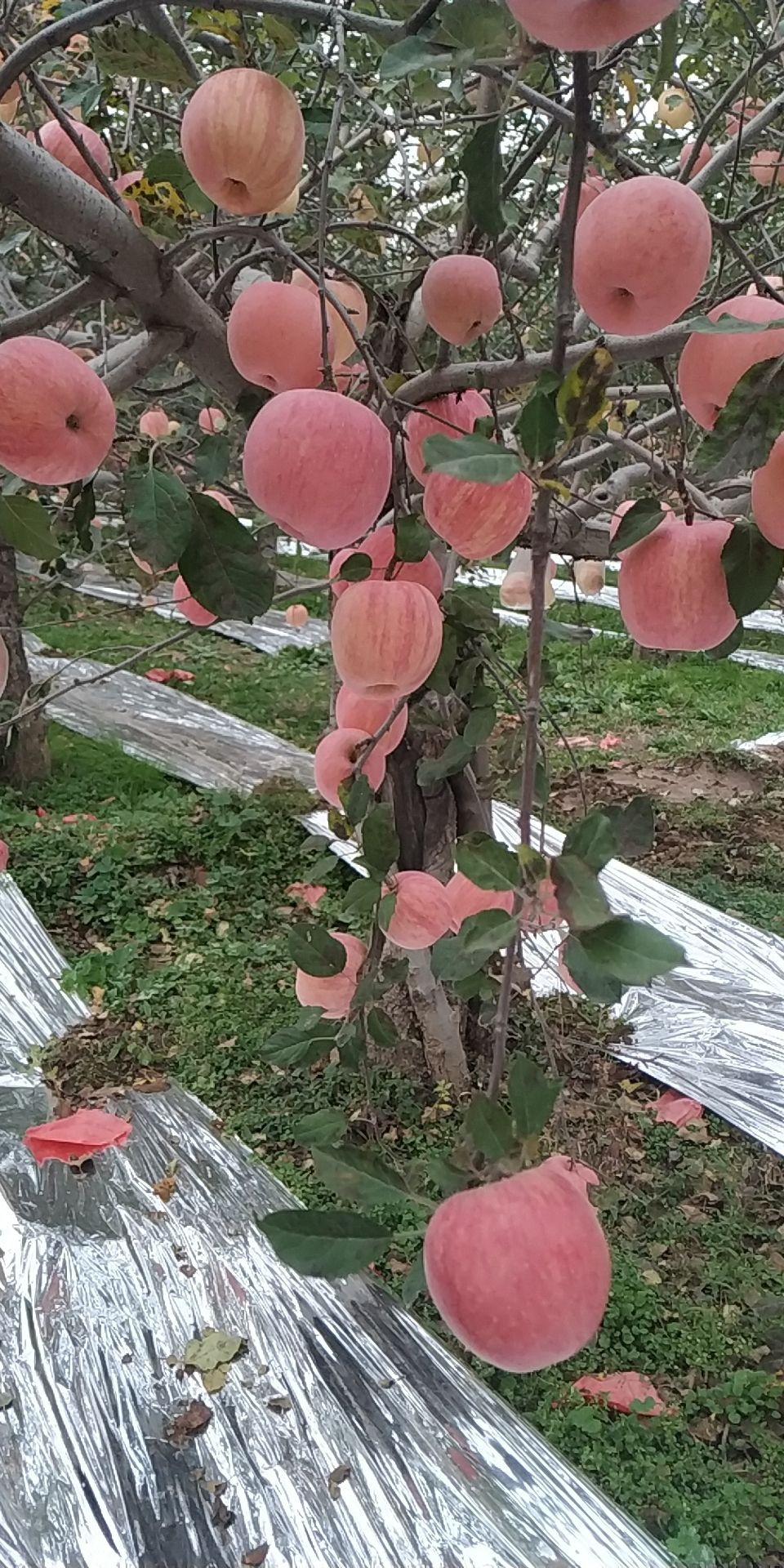 陕西脆甜红富士苹果  脆甜  产地直发