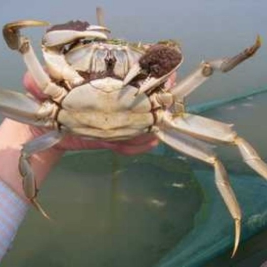 无为市巢湖市大闸蟹  顺丰快递大闸蟹鲜活水产满膏满黄对接微商电商一件代发
