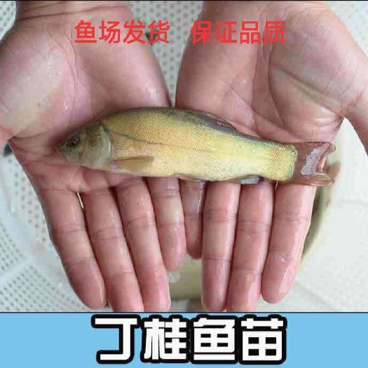 重庆市丁桂鱼苗  鱼苗 优质鱼苗提供养殖技术 包运输下塘 货到付款