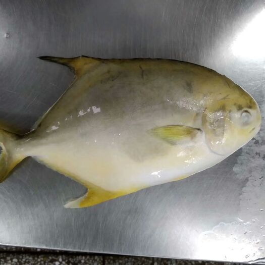 湛江冻金鲳鱼 金鲳鱼原全整条冷冻水产海鲜食品类加工经销批发价格广