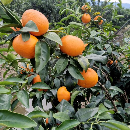 象州县 沃柑大量现货 诚信团队代办