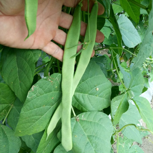 保山綠扁豆  春扁豆