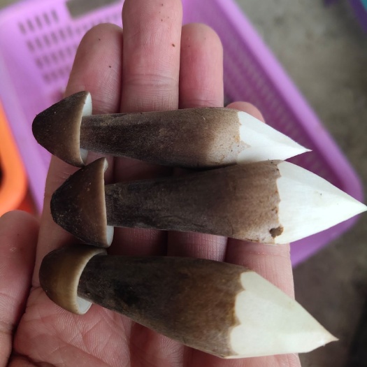 贵港黑皮鸡枞菌！批发价！