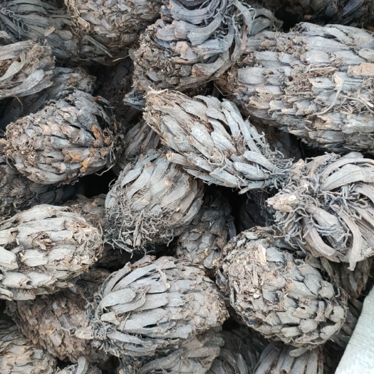 陇县 贯众一吨现货，以往陈货