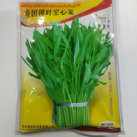 临沂 鲨鱼泰国柳叶空心菜种子批发