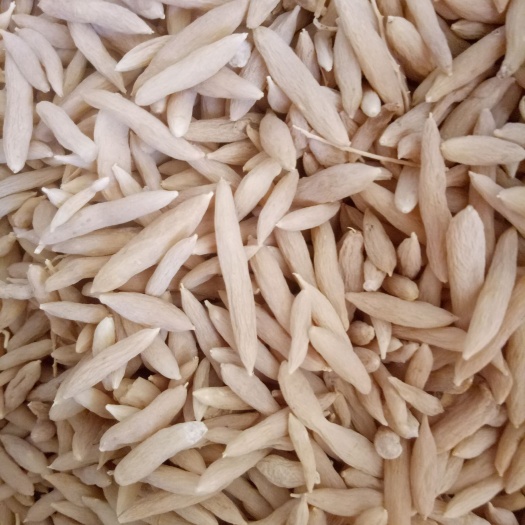 曹县 高坤麦冬种植基地长年供货价格合理，诚信经营，诚信嬴天下