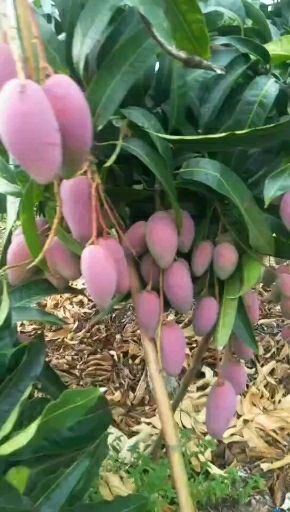 三亚贵妃芒 2两以上