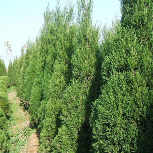 南京供应 蜀桧价格 绿化用苗塔柏圆柏蜀桧