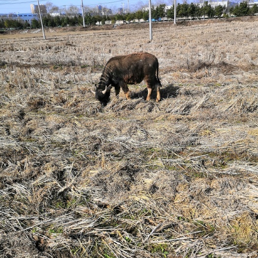 六安 放养牛，肉质好，