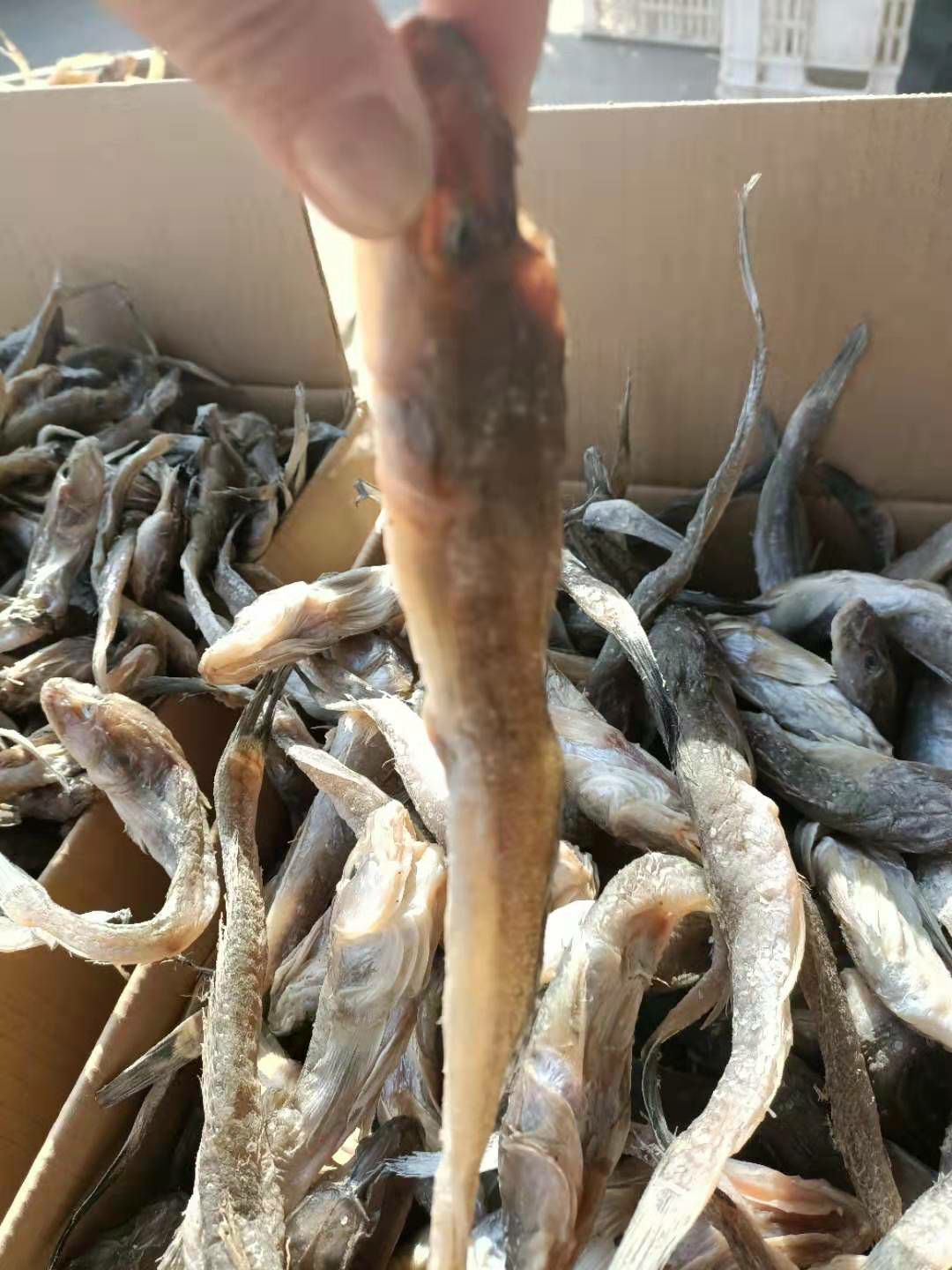 濱州油光魚，腌制咸魚。