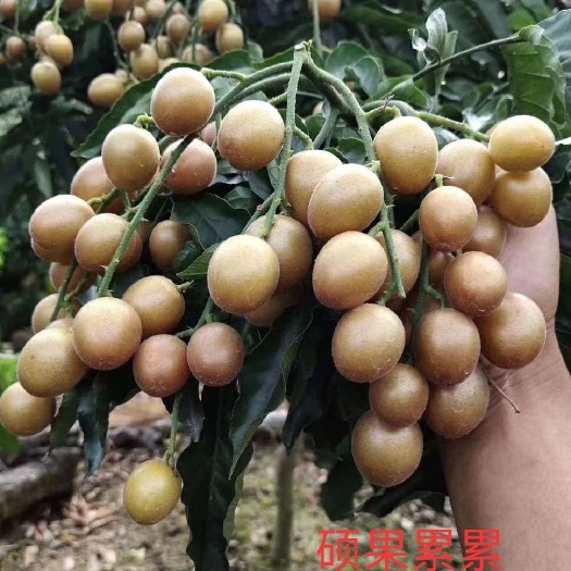 灵山县黑黄皮果苗  包邮精品【广西灵山黑黄皮，紫肉黄皮】嫁接苗/直销