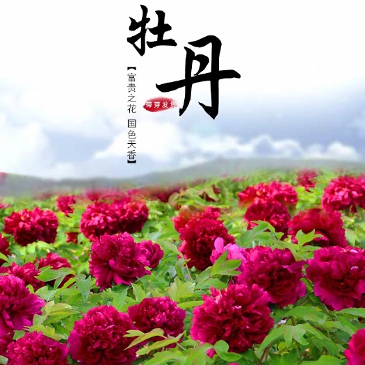 平邑县牡丹苗 牡丹花苗