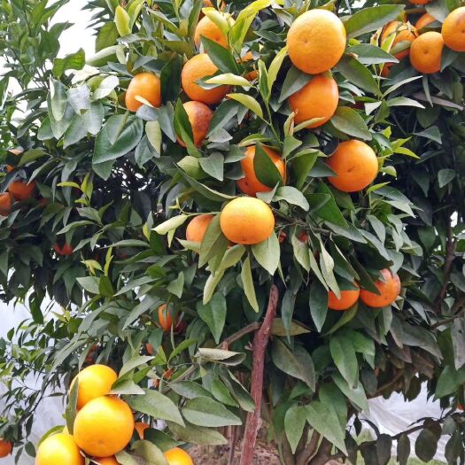 江华县沃柑 沃桔