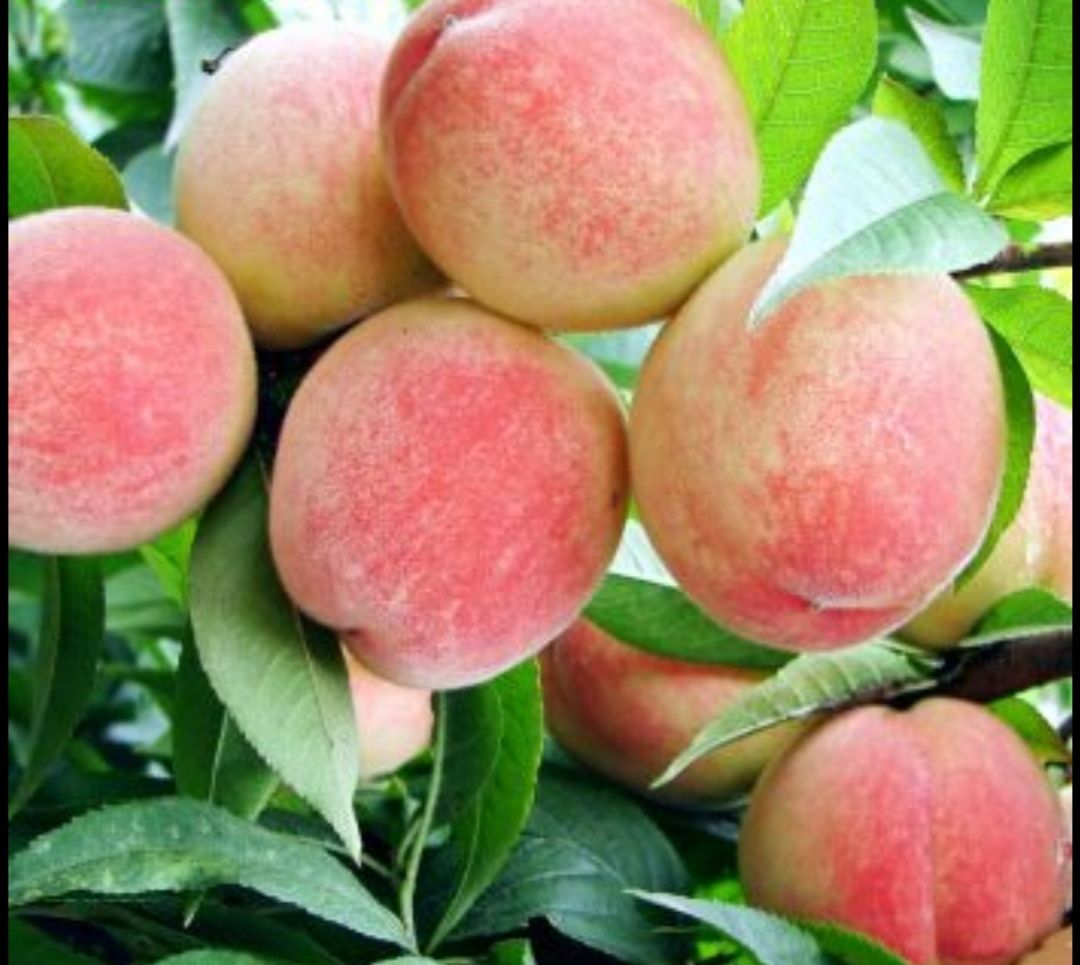 水蜜桃苗  桃树苗水密桃树苗，冬桃树苗，包品种，包结果，基地