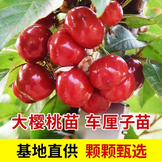 平邑县车厘子樱桃苗