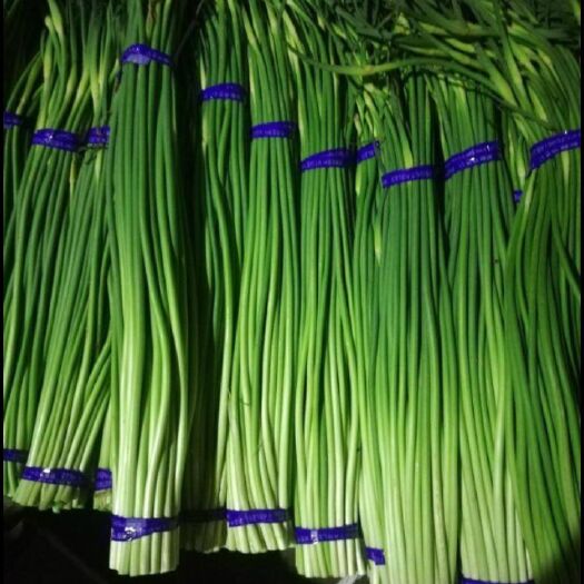 唐山 蒜苗 新鲜 好用