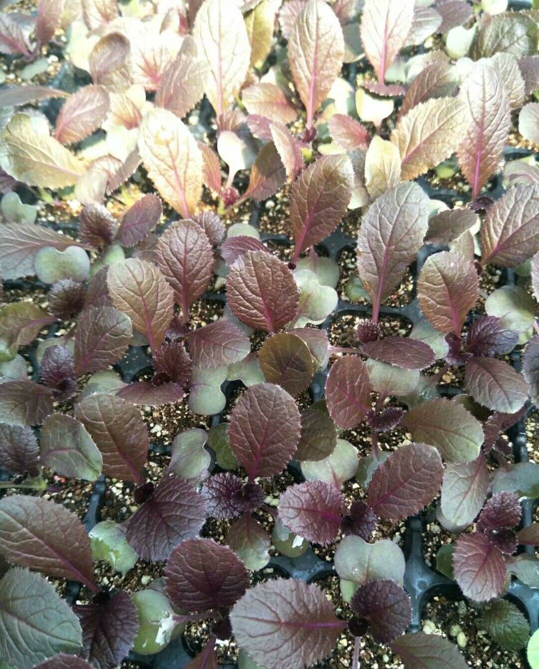 紫白菜种子1000粒装